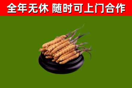 麻江烟酒回收冬虫夏草.jpg