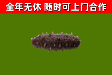 麻江烟酒回收干海参.jpg